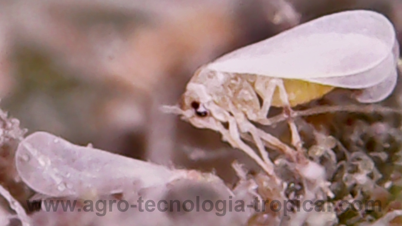 estrategias de manejo para la mosca blanca reducen poblaciones