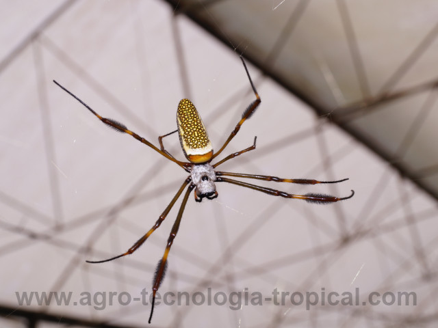 Las ara&ntilde;as depredadoras de mosca blanca