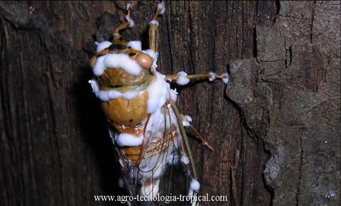 bauberia bassiana en accion