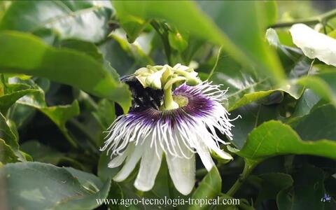 cigarron polinizando