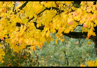 Ca&iacute;da de hojas por el &aacute;cido absc&iacute;sico