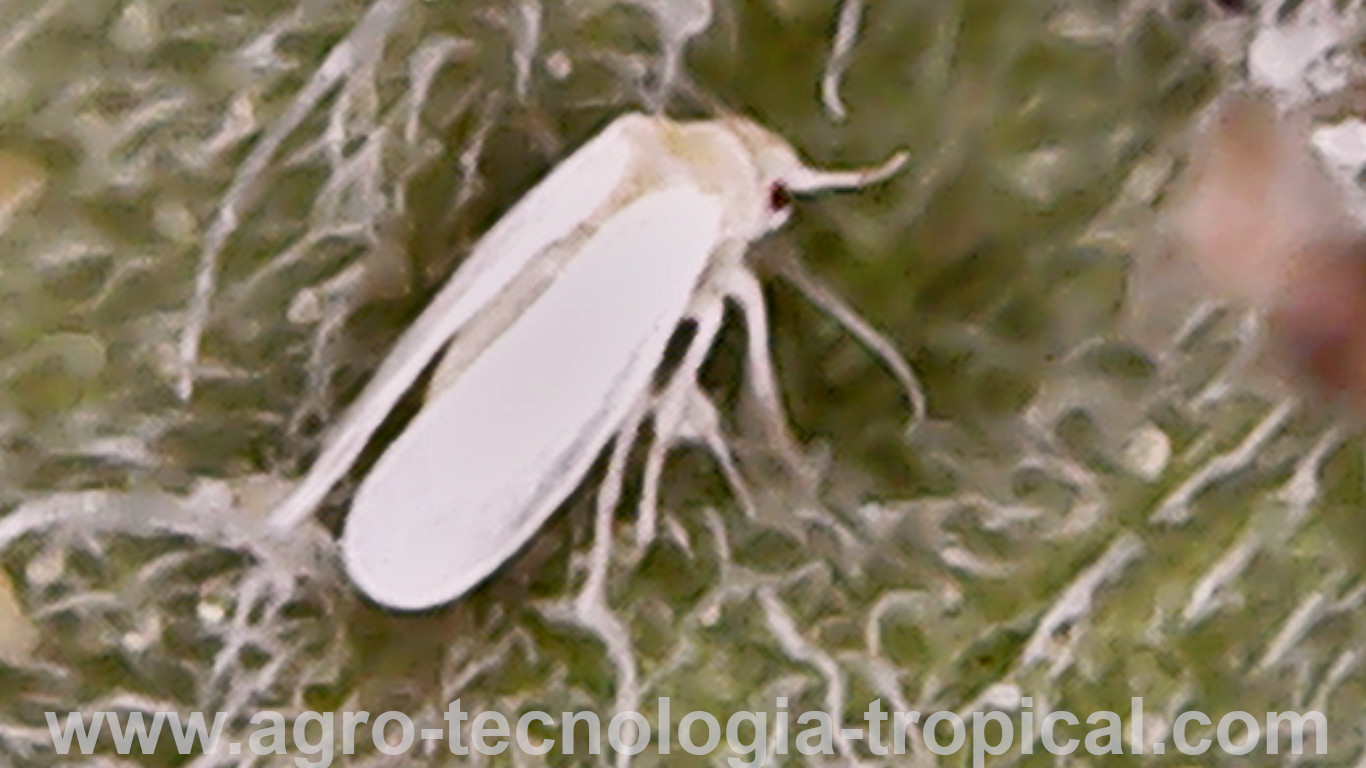 La mosca blanca plagas de los cultivos