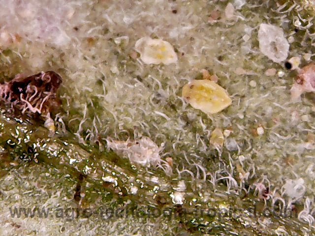 el insecto inmaduro es una ninfa