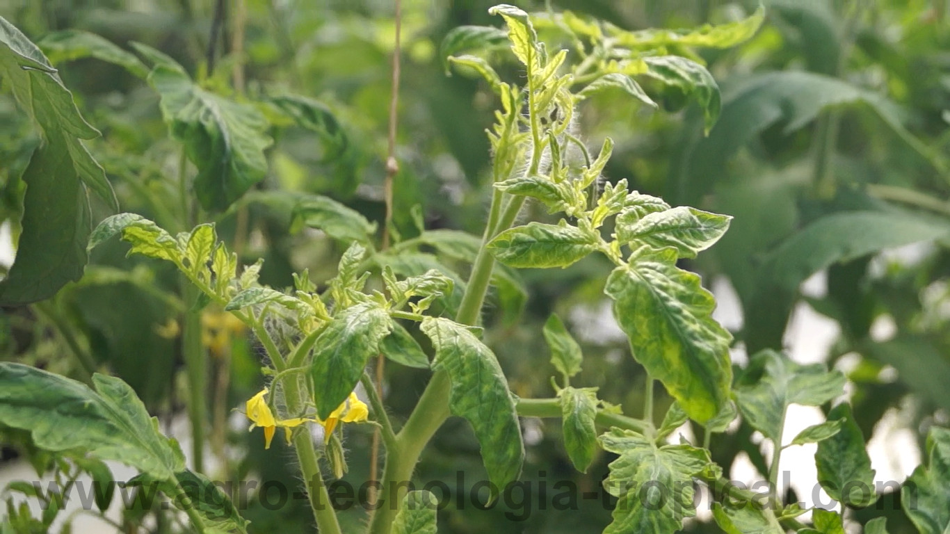 Bemisa tabaci es vector de virosis en tomate